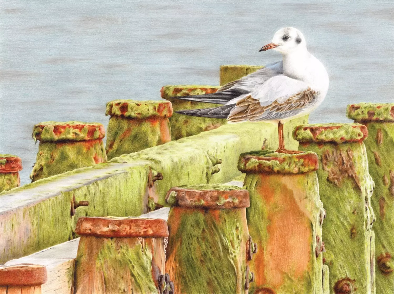 Black-headed Gull Coloured Pencil Illustration